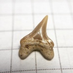 Передний зуб Squalicorax sp.