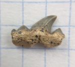 Необычный зуб Cretolamna appendiculata