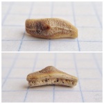 Зуб Heterodontus