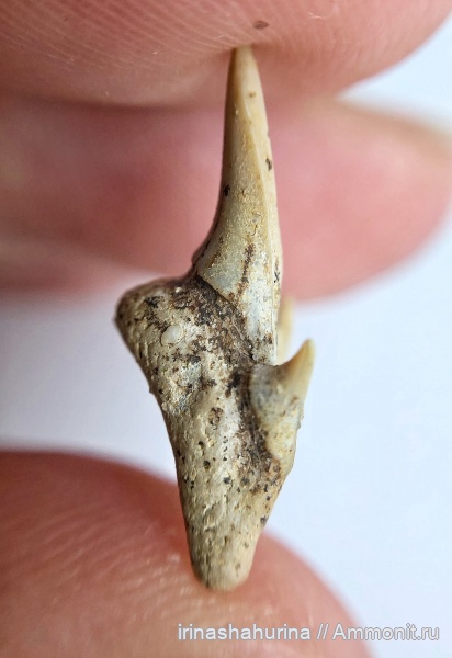 мел, сеноман, Pseudoscapanorhynchus compressidens, Шацк, Малый Пролом, Pseudoscapanorhynchus, shark teeth