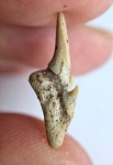 "Свежий" зуб Pseudoscapanorhynchus compressidens
