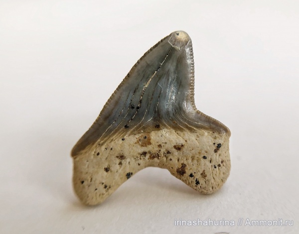 мел, Squalicorax, сеноман, Шацк, Малый Пролом, shark teeth