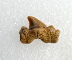 Задний зуб Cretolamna appendiculata или может Serratolamna?