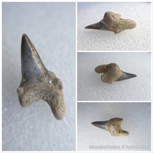 мел, сеноман, Шацк, Малый Пролом, shark teeth