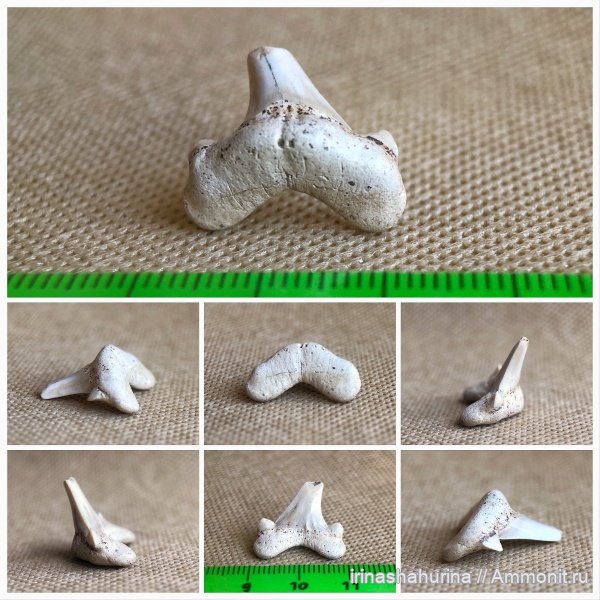 мел, сеноман, Cretoxyrhina, Cretoxyrhina denticulata, Шацк, Малый Пролом, shark teeth