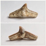 Крупный зуб ковровой акулы