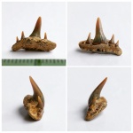 Зуб Paraorthacodus с "деформированным"? корнем