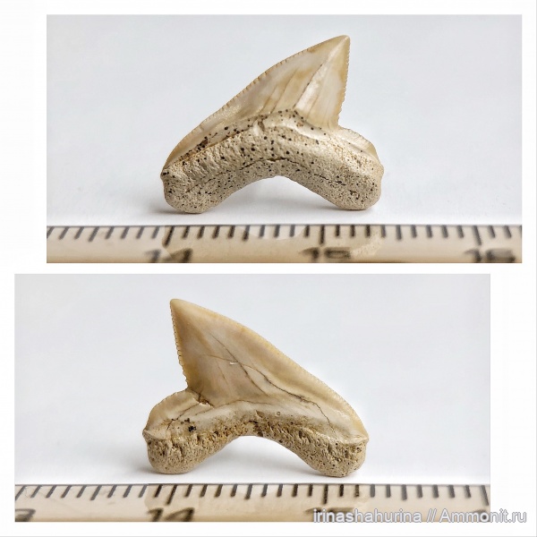 мел, Squalicorax, сеноман, Малый Пролом, shark teeth