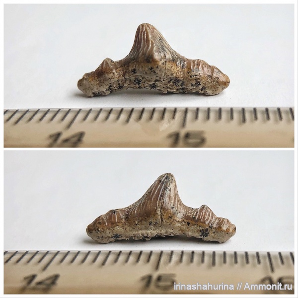 мел, сеноман, Polyacrodus, Polyacrodus illingworthi, Шацк, Малый Пролом, shark teeth