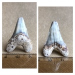 Передний зуб Cretoxyrhina denticulata - первенец сезона