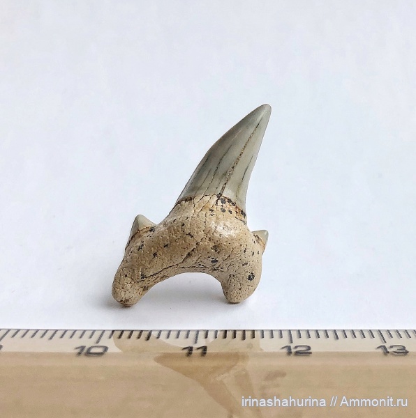 мел, сеноман, Шацк, Малый Пролом, Dwardius, shark teeth