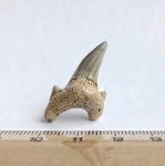 Боковой зуб Dwardius