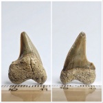 Патологический зуб Cretoxyrhina denticulata