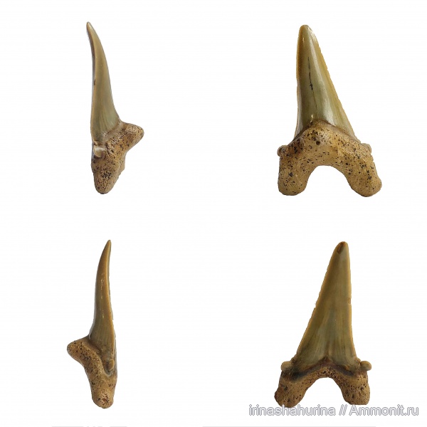 мел, Cretalamna, Cretalamna appendiculata, Шацк, Малый Пролом, shark teeth