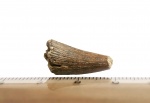 Очевидное, но невероятное: зуб плезиозавра из отмоя!