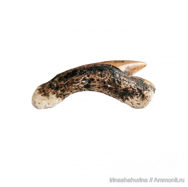 мел, Palaeoanacorax, сеноман, Шацк, Малый Пролом, shark teeth