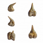 Зуб Pseudomegachasma
