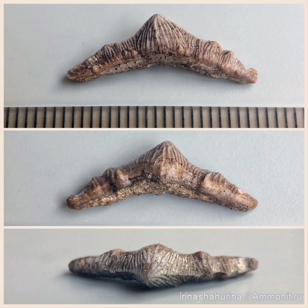 мел, зубы акул, Polyacrodus, Polyacrodus maiseyi