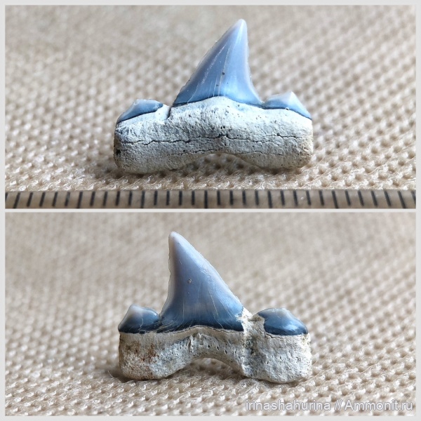 мел, Cretalamna, зубы акул, Cretalamna appendiculata