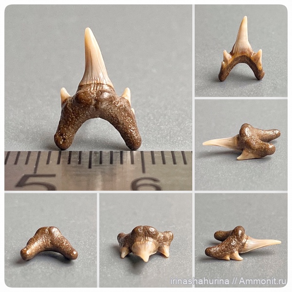 мел, сеноман, зубы акул, Protolamna, Тамбовская область