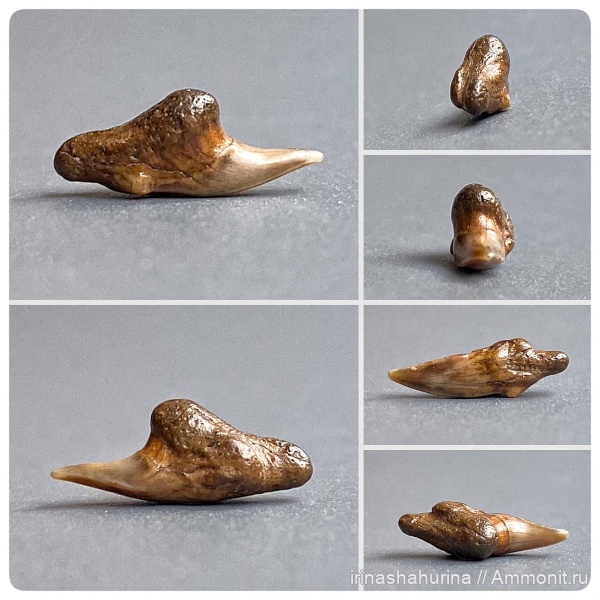 мел, сеноман, зубы акул, Тамбовская область, Pseudoscaphirhynchus