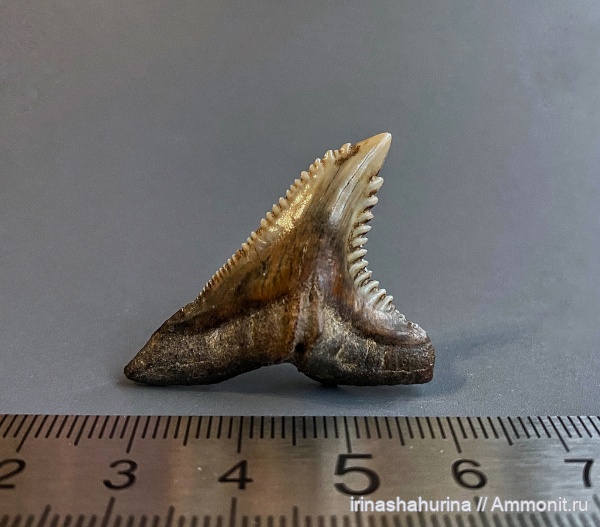 миоцен, зубы акул, Hemipristis, Hemipristis serra