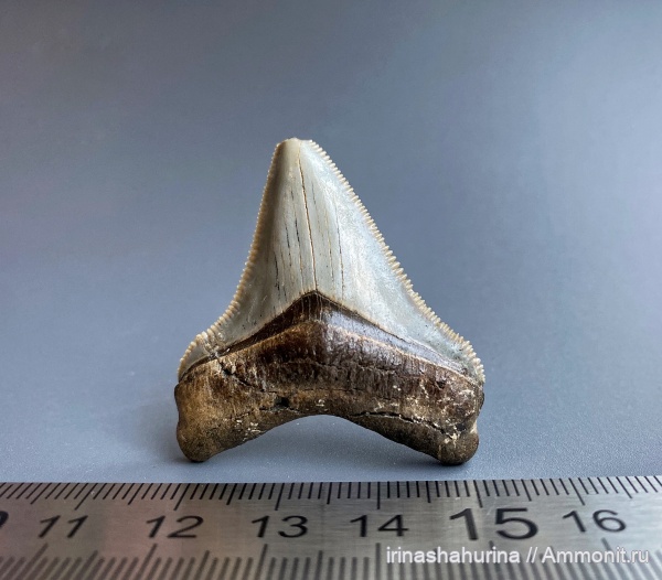 миоцен, зубы акул, Otodus, Otodus chubutensis