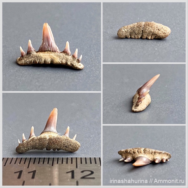 мел, сеноман, зубы акул, Paraorthacodus, Paraorthacodus recurvus, Тамбовская область