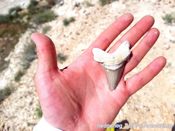 палеоген, эоцен, бартон, otodus poseidoni poseidoni