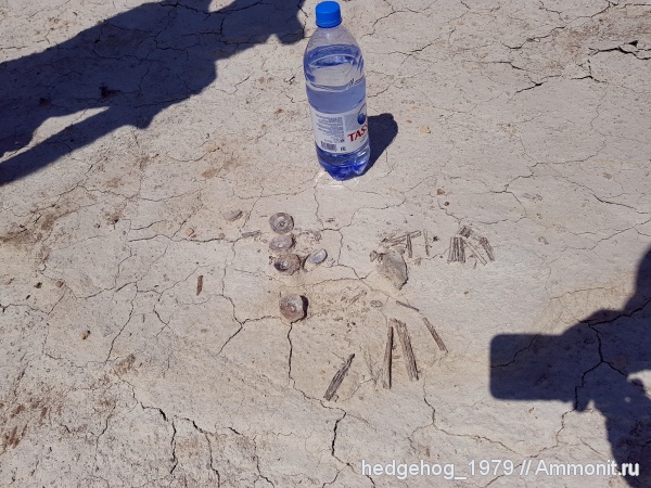 палеоген, эоцен, Приабон (37-34 млн. лет)