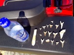 Зубы ископаемых акул Мангышлака (ПОМОГИТЕ ИДЕНТИФИЦИРОВАТЬ ВЫТЯНУТЫЙ ОТРОСТОК КРАЙНИЙ СЛЕВА)