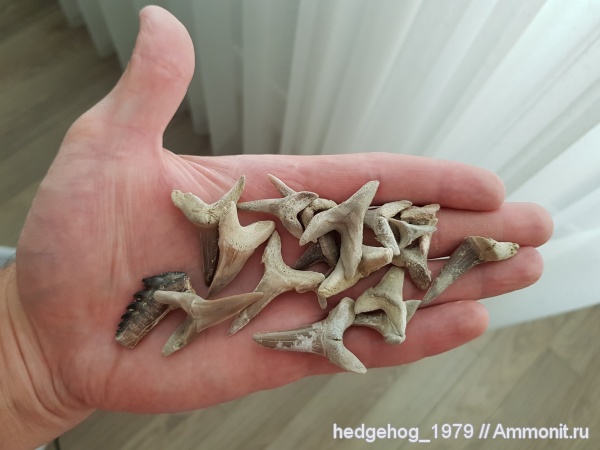 палеоген, эоцен, Рюпельский ярус