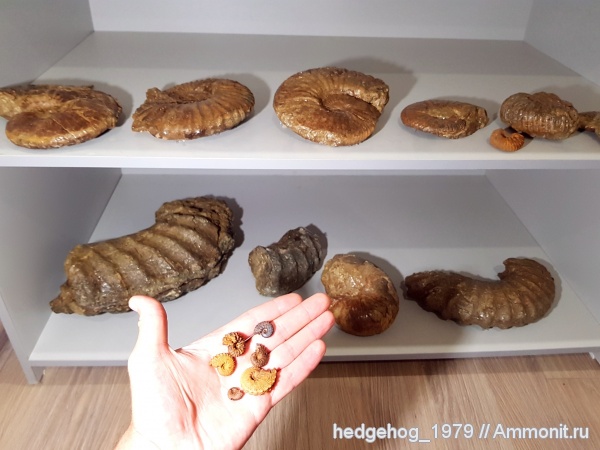 аммониты, мел, мезозой, нижний мел, Мангышлак