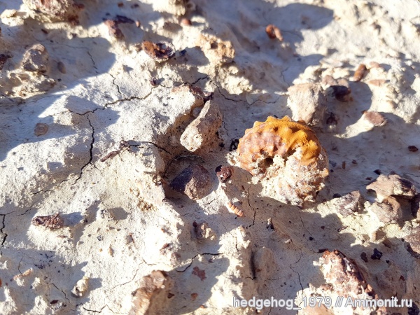 аммониты, мел, мезозой, Schloenbachia, Мангышлак