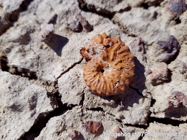 мел, мезозой, Schloenbachia, Schloenbachia varians