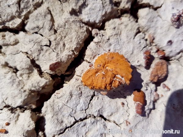 мел, мезозой, Schloenbachia, Schloenbachia varians