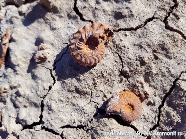 мел, мезозой, Schloenbachia, Schloenbachia varians