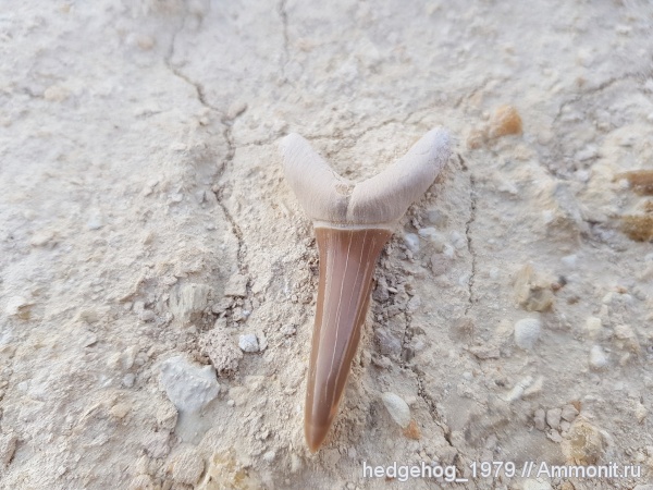 палеоген, эоцен, акулы, кайнозой, бартон, Striatolamia, Striatolamia macrota