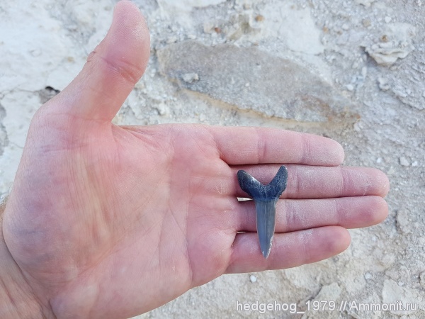 палеоген, эоцен, акулы, кайнозой, бартон, Striatolamia, Striatolamia macrota