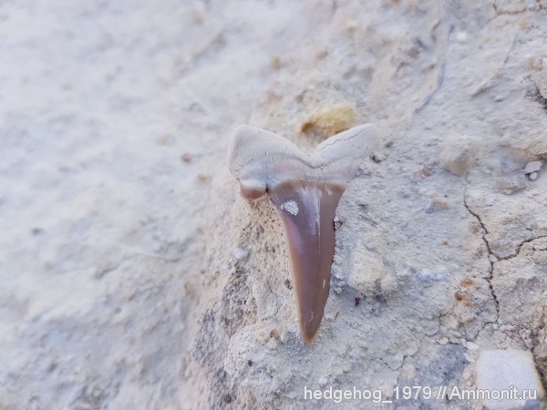 палеоген, эоцен, акулы, кайнозой, бартон, Striatolamia, Striatolamia macrota