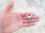 Зуб акулы Striatolamia macrota, Мангышлак