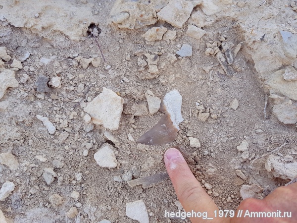 палеоген, эоцен, акулы, кайнозой, Otodus, бартон