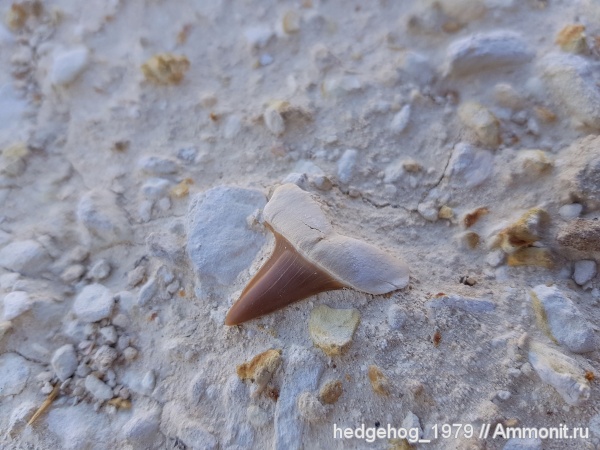 палеоген, эоцен, акулы, кайнозой, бартон, Macrorhizodus