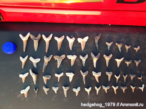 палеоген, эоцен, акулы, кайнозой, бартон