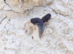 Зуб ископаемой акулы Striatolamia macrota (lateral), Мангышлак