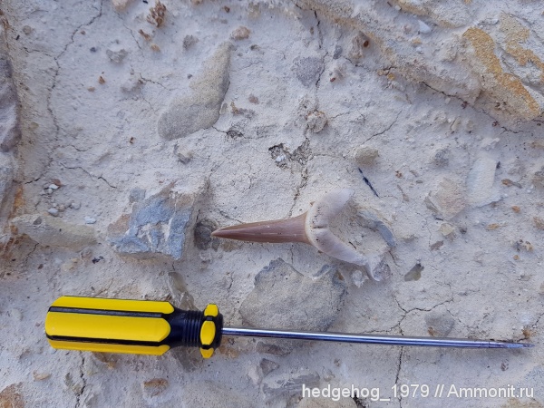 палеоген, эоцен, акулы, кайнозой, бартон, Striatolamia, Striatolamia macrota