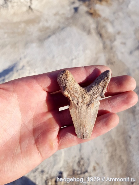 палеоген, эоцен, акулы, Otodus, бартон