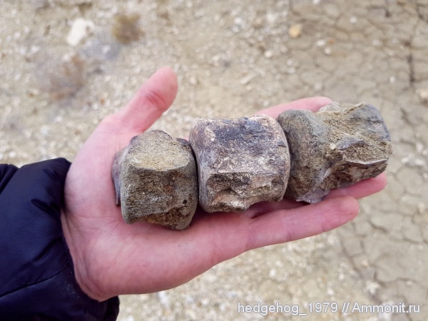 палеоген, олигоцен, Хаттский ярус