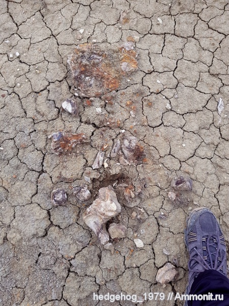 палеоген, олигоцен, Хаттский ярус