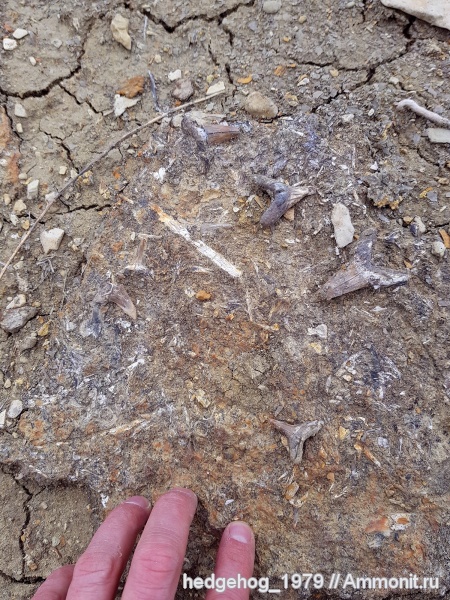 палеоген, олигоцен, Хаттский ярус